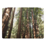 Up to Redwoods II at Muir Woods National Monument iPad Pro Cover