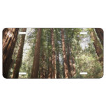 Up to Redwoods II at Muir Woods National Monument License Plate