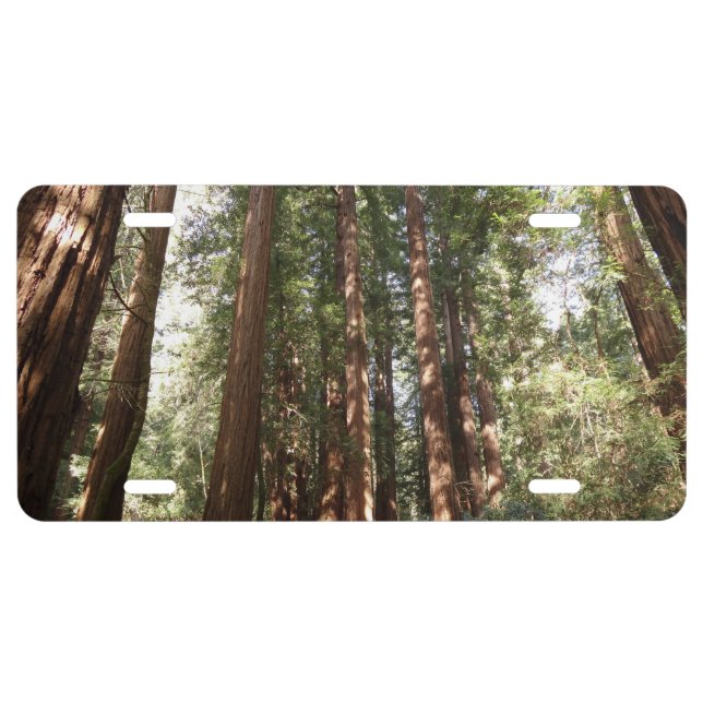 Up to Redwoods II at Muir Woods National Monument License Plate (Front)