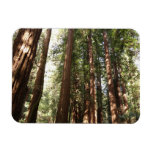 Up to Redwoods II at Muir Woods National Monument Magnet