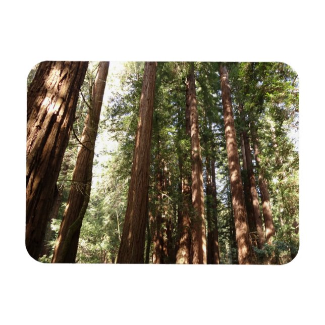 Up to Redwoods II at Muir Woods National Monument Magnet (Horizontal)