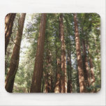 Up to Redwoods II at Muir Woods National Monument Mouse Pad