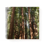 Up to Redwoods II at Muir Woods National Monument Notebook
