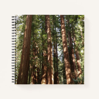 Up to Redwoods II at Muir Woods National Monument Notebook