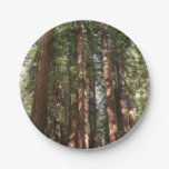 Up to Redwoods II at Muir Woods National Monument Paper Plates