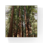 Up to Redwoods II at Muir Woods National Monument Paperweight