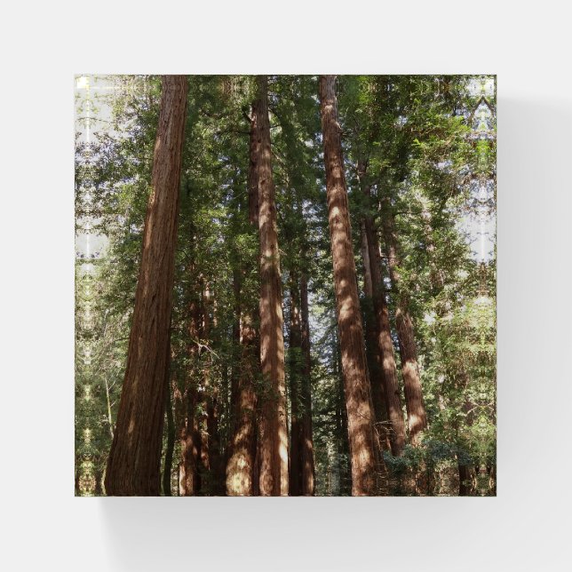 Up to Redwoods II at Muir Woods National Monument Paperweight (Front)