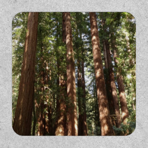 Up to Redwoods II at Muir Woods National Monument Patch