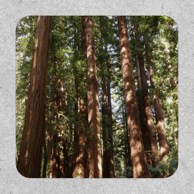 Up to Redwoods II at Muir Woods National Monument Patch (Front)