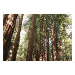 Up to Redwoods II at Muir Woods National Monument Photo Print