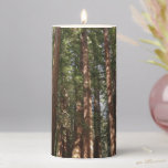 Up to Redwoods II at Muir Woods National Monument Pillar Candle