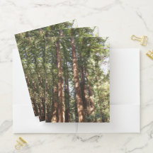 Up to Redwoods II at Muir Woods National Monument