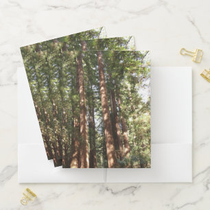 Up to Redwoods II at Muir Woods National Monument Pocket Folder