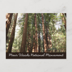 Up to Redwoods II at Muir Woods National Monument Postcard