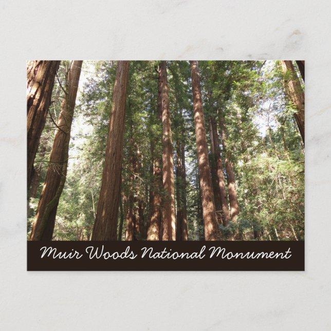Up to Redwoods II at Muir Woods National Monument Postcard (Front)