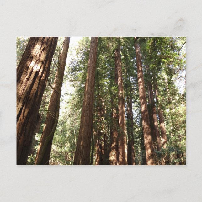 Up to Redwoods II at Muir Woods National Monument Postcard (Front)