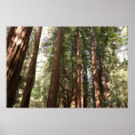 Up to Redwoods II at Muir Woods National Monument Poster