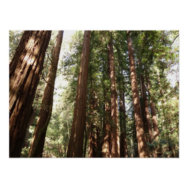 Up to Redwoods II at Muir Woods National Monument Poster (Front)