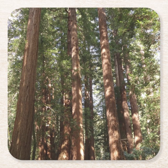 Up to Redwoods II at Muir Woods National Monument Square Paper Coaster (Front)