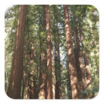 Up to Redwoods II at Muir Woods National Monument Square Sticker