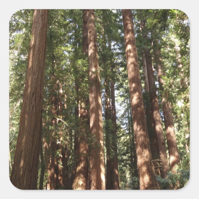 Up to Redwoods II at Muir Woods National Monument Square Sticker (Front)