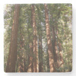 Up to Redwoods II at Muir Woods National Monument Stone Coaster