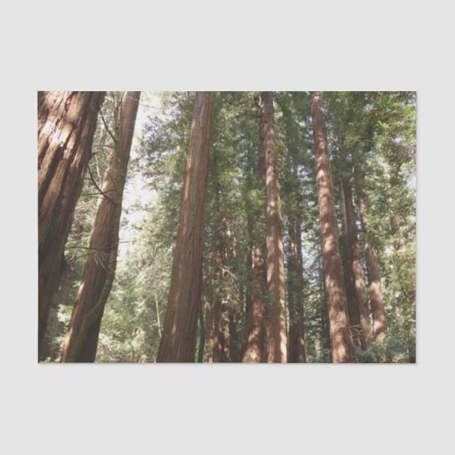 Up to Redwoods II at Muir Woods National Monument Tissue Paper (Front)