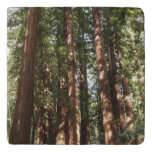 Up to Redwoods II at Muir Woods National Monument Trivet