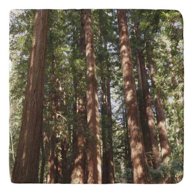 Up to Redwoods II at Muir Woods National Monument Trivet (Front)