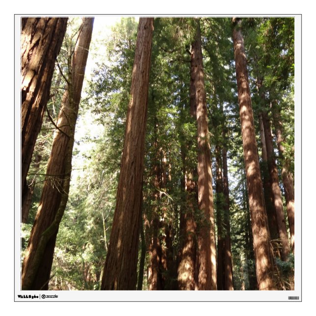 Up to Redwoods II at Muir Woods National Monument Wall Decal (Front)