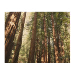 Up to Redwoods II at Muir Woods National Monument Wood Wall Art