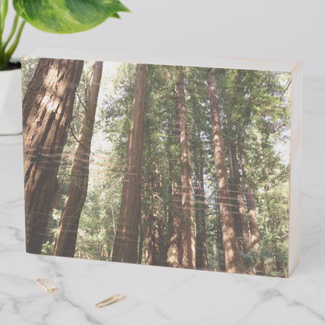 Up to Redwoods II at Muir Woods National Monument Wooden Box Sign (In Situ Horizontal)