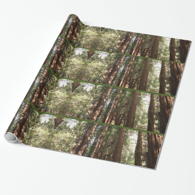 Up to Redwoods II at Muir Woods National Monument Wrapping Paper (Unrolled)