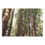Up to Redwoods II at Muir Woods National Monument Wrapping Paper Sheets
