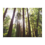 Up to Redwoods in the Morning Canvas Print
