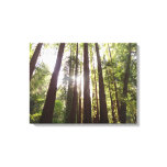 Up to Redwoods in the Morning Canvas Print