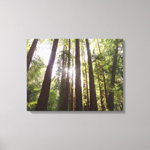 Up to Redwoods in the Morning Canvas Print