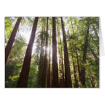 Up to Redwoods in the Morning Card