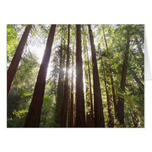 Up to Redwoods in the Morning Card