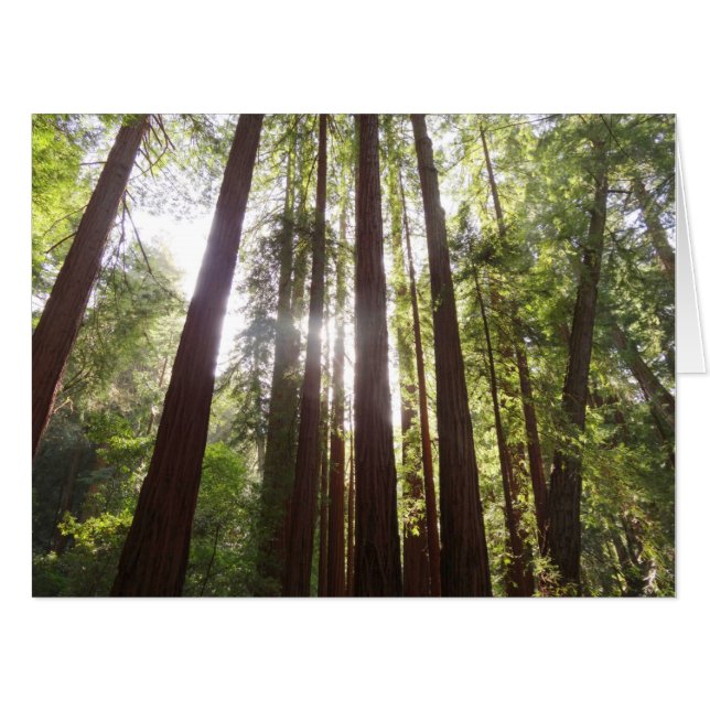 Up to Redwoods in the Morning Card (Front Horizontal)