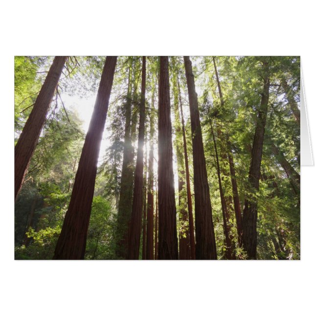 Up to Redwoods in the Morning Cards (Front Horizontal)
