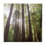 Up to Redwoods in the Morning Ceramic Tile