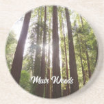 Up to Redwoods in the Morning Coaster