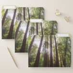 Up to Redwoods in the Morning File Folder