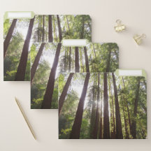 Up to Redwoods in the Morning