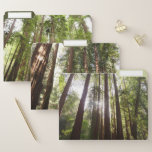 Up to Redwoods in the Morning File Folder