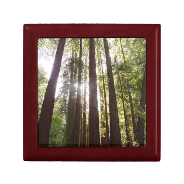 Up to Redwoods in the Morning Gift Box (Front)