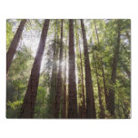 Up to Redwoods in the Morning Jigsaw Puzzle