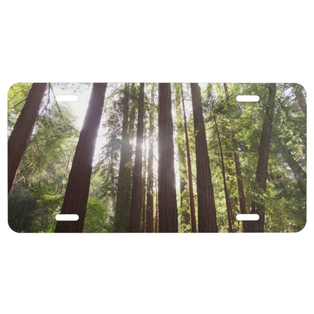 Up to Redwoods in the Morning License Plate (Front)