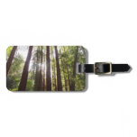 Up to Redwoods in the Morning Luggage Tag